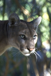 photo: "Everglades National Park Florida Panther" by National Park Service Photo by Rodney Cammauf - U.S. National Park Service, Everglades National Park. Licensed under Public Domain via Commons - https://commons.wikimedia.org/wiki/File:Everglades_National_Park_Florida_Panther.jpg#/media/File:Everglades_National_Park_Florida_Panther.jpg