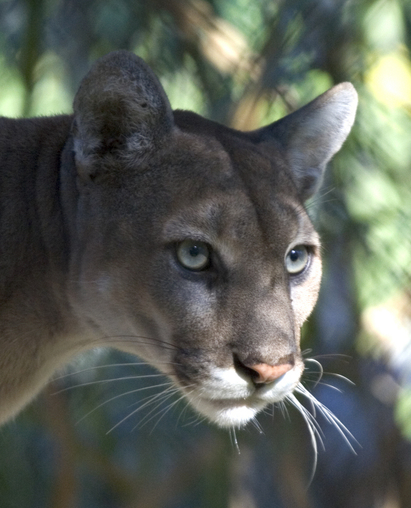 Florida Panther photo by National Park Service employee-wikipedia-public domain