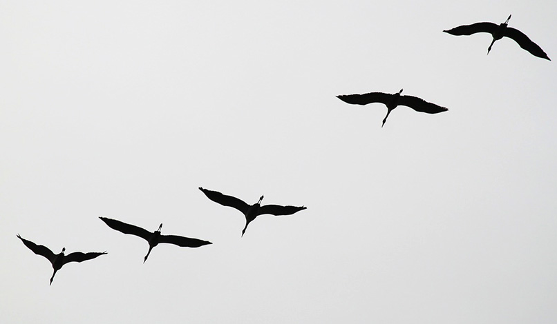 cranes in flight