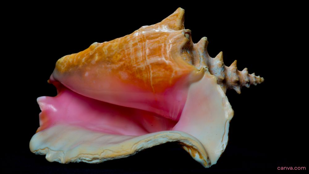 Beachgoers beware: That pretty shell could land you in jail